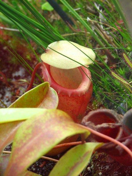 Непентес (кувшиночник) - хищное плотоядное растение! уход, описание.