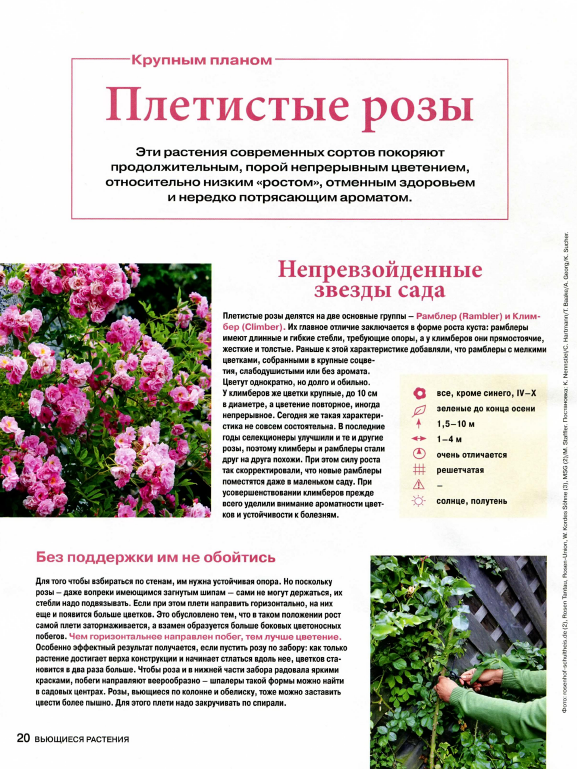 Знакомство с плетистой розой амадеус. описание и фото цветка, а также особенности выращивания и ухода