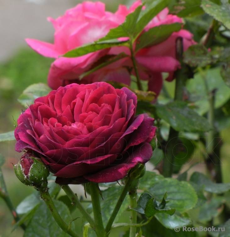 Описание махрового сорта розы астрид графин: выращивание культуры, как ухаживать
