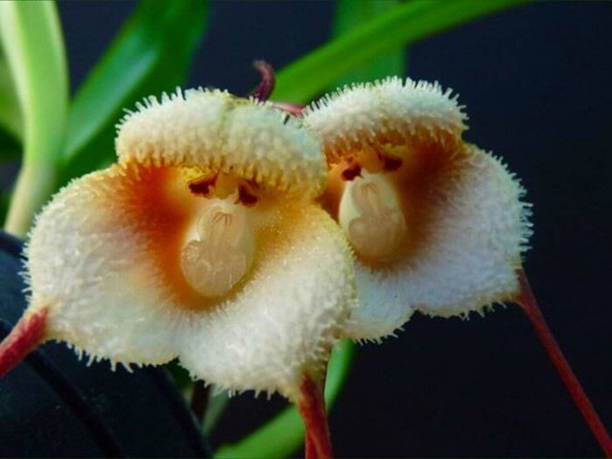 Орхидея обезьянка — описание и особенности ухода