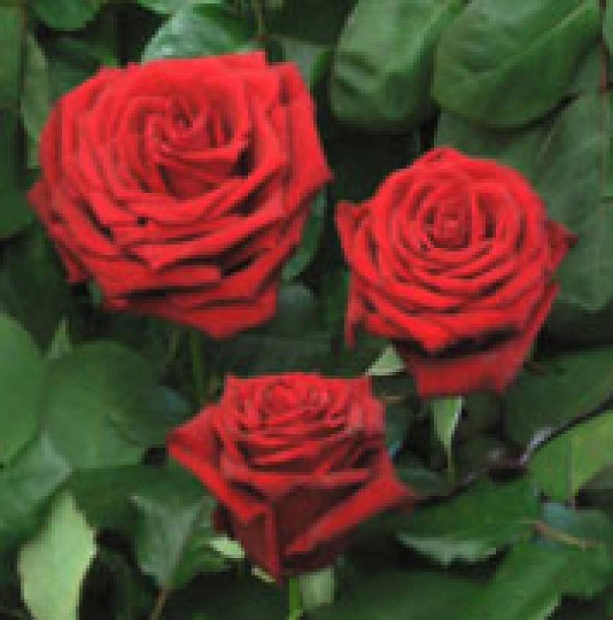 Роза ред наоми — описание, особенности ухода