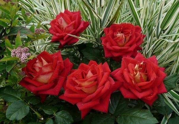 Розы чайно-гибридные и флорибунда: выбираем сорта. фото