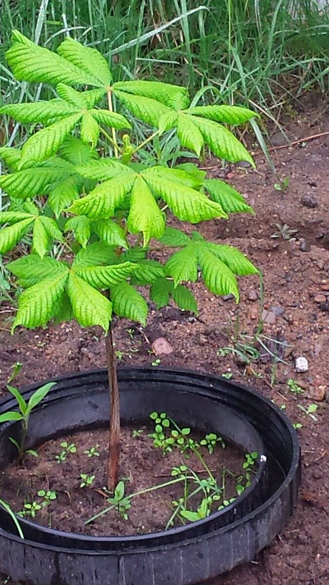 Каштан: описание дерева, посадка и уход, выращивание из ореха