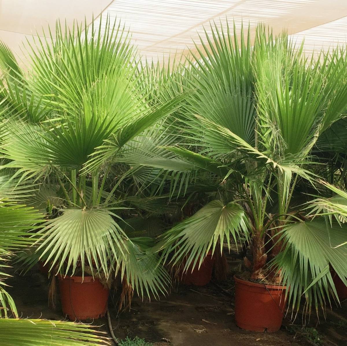 Правила ухода за пальмой вашингтония в домашних условиях – подробное руководство [2019]