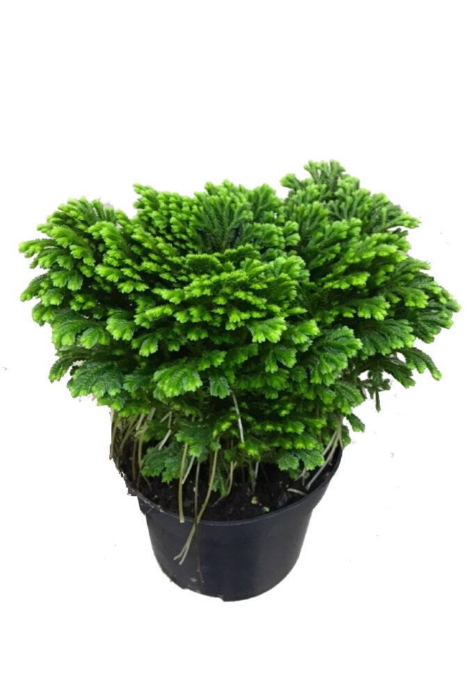 Растение селагинелла - выращивание в домашних условиях