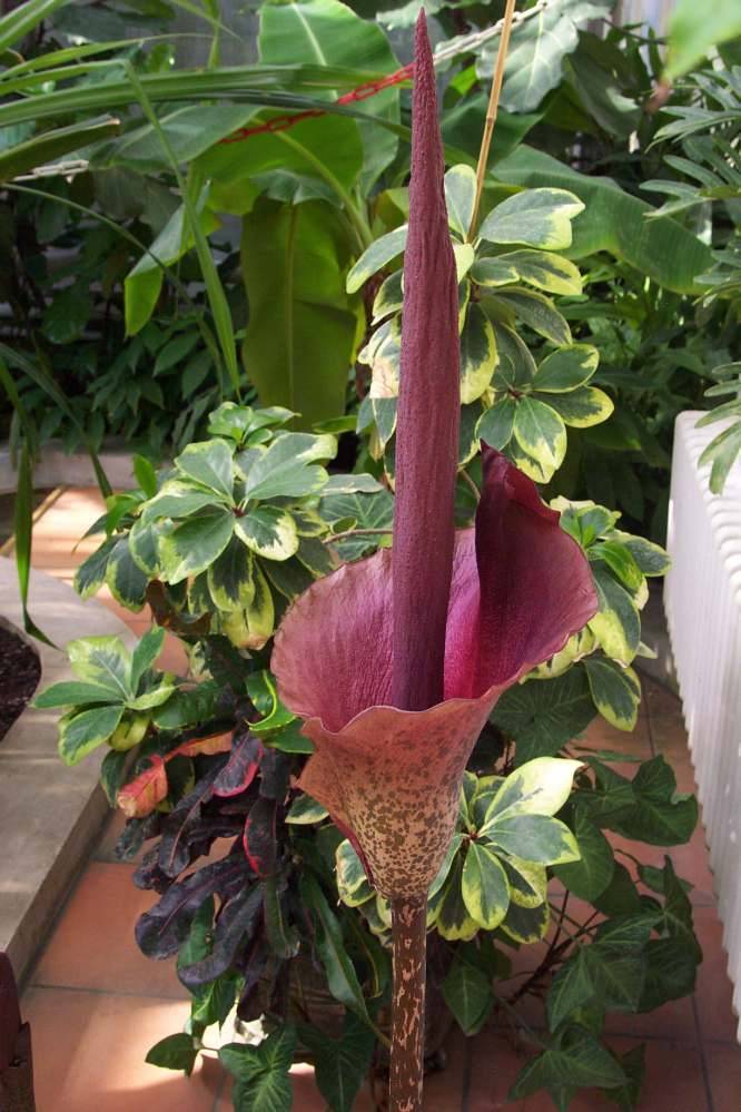 Красивый цветок с неприятным запахом — аморфофаллус коньяк