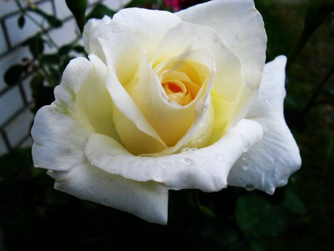 Выращивание чайно-гибридной белой розы анастасия: описание срезочного сорта