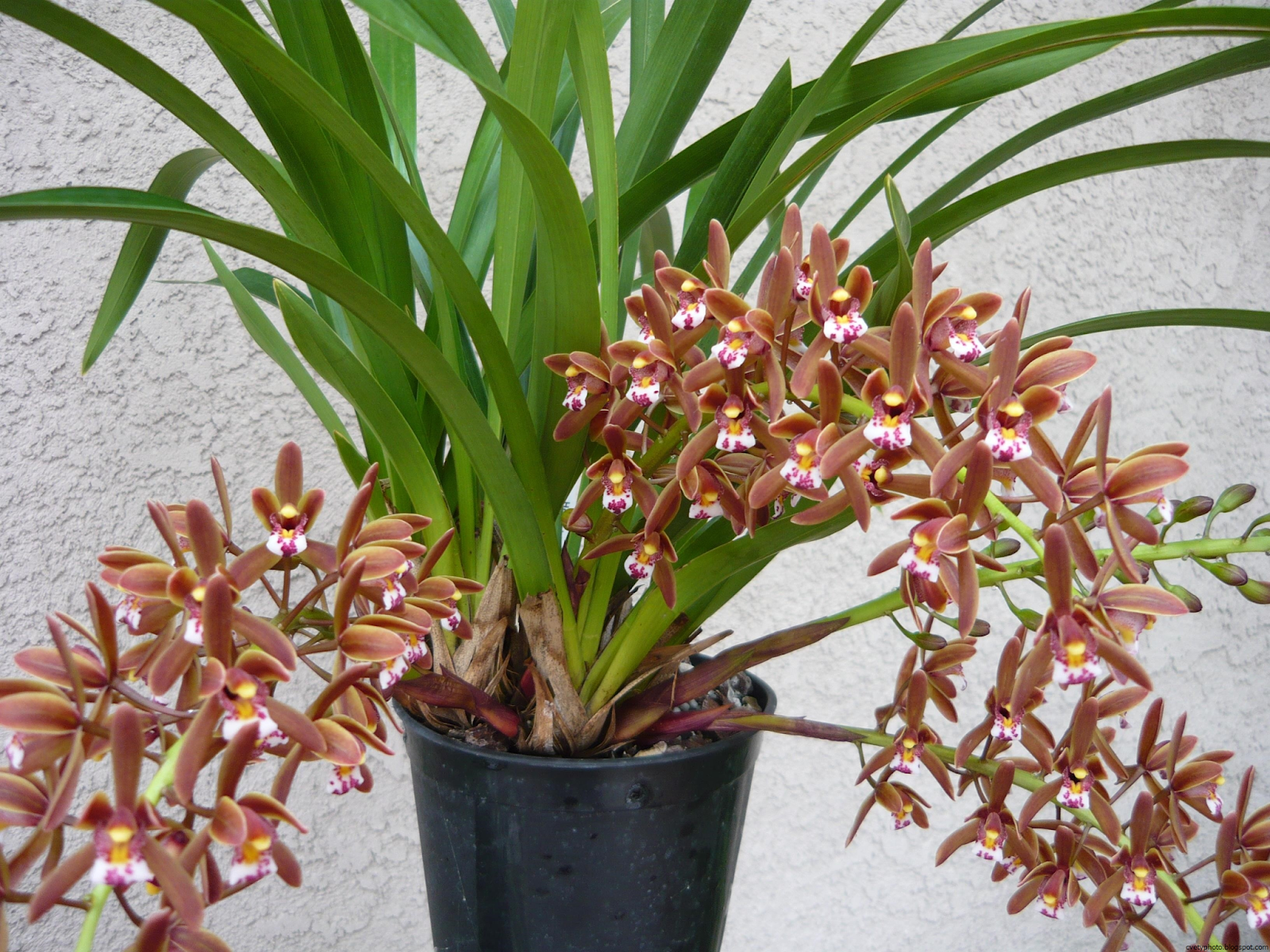Орхидея цимбидиум уход в домашних условиях, что делать когда не цветет