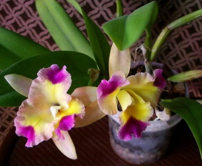 Орхидея каттлея: особенности ухода в домашних условиях, 19 фото