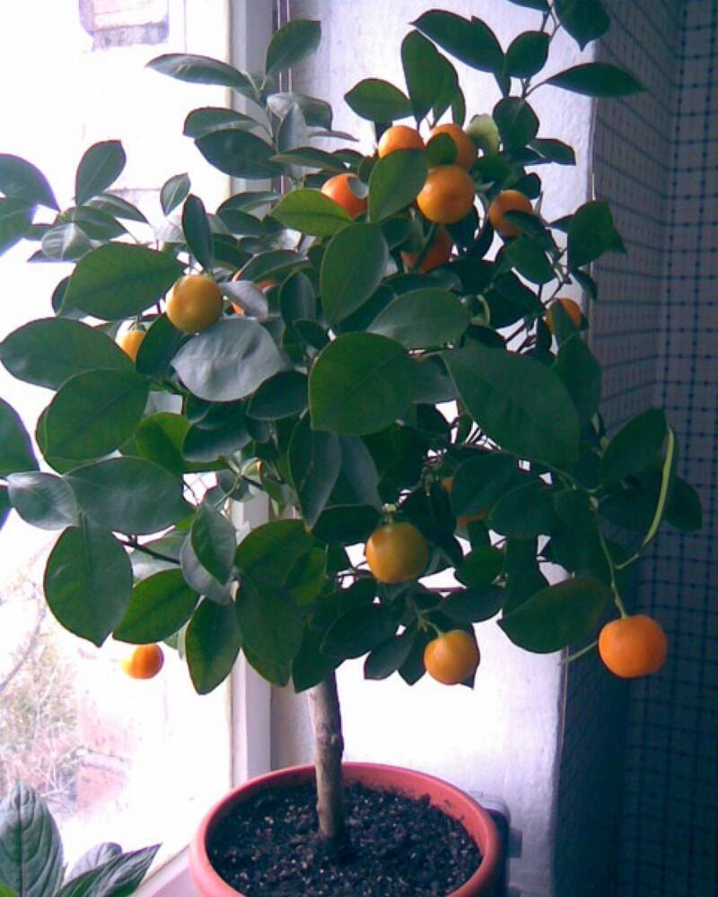 Как ухаживать за мандариновым деревом в горшке в домашних условиях