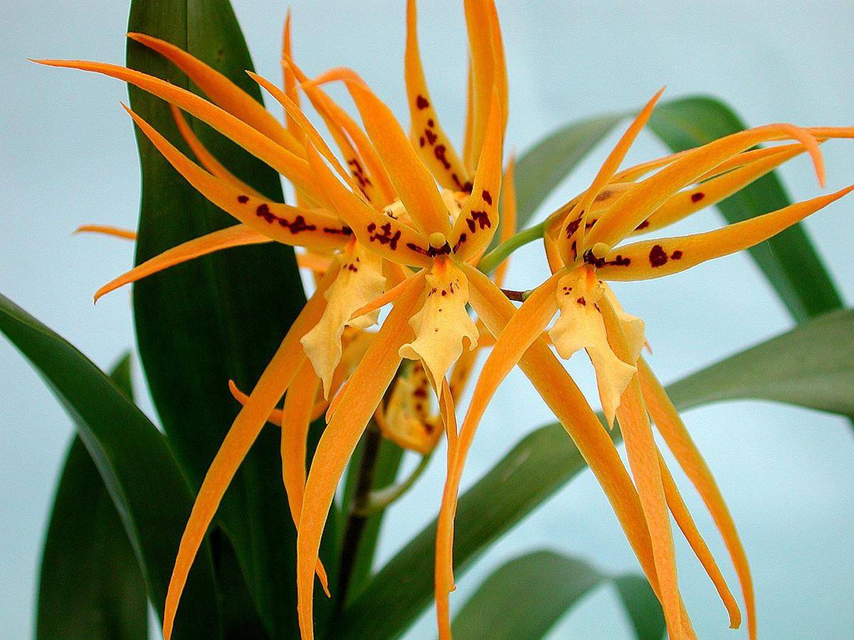 Орхидея брассия: фото, видео ухода и размножения в домашних условиях, болезни и вредители