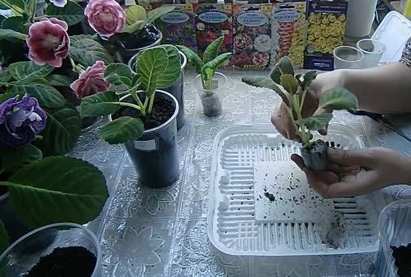Глоксиния: уход в домашних условиях, выращивание из семян, фото