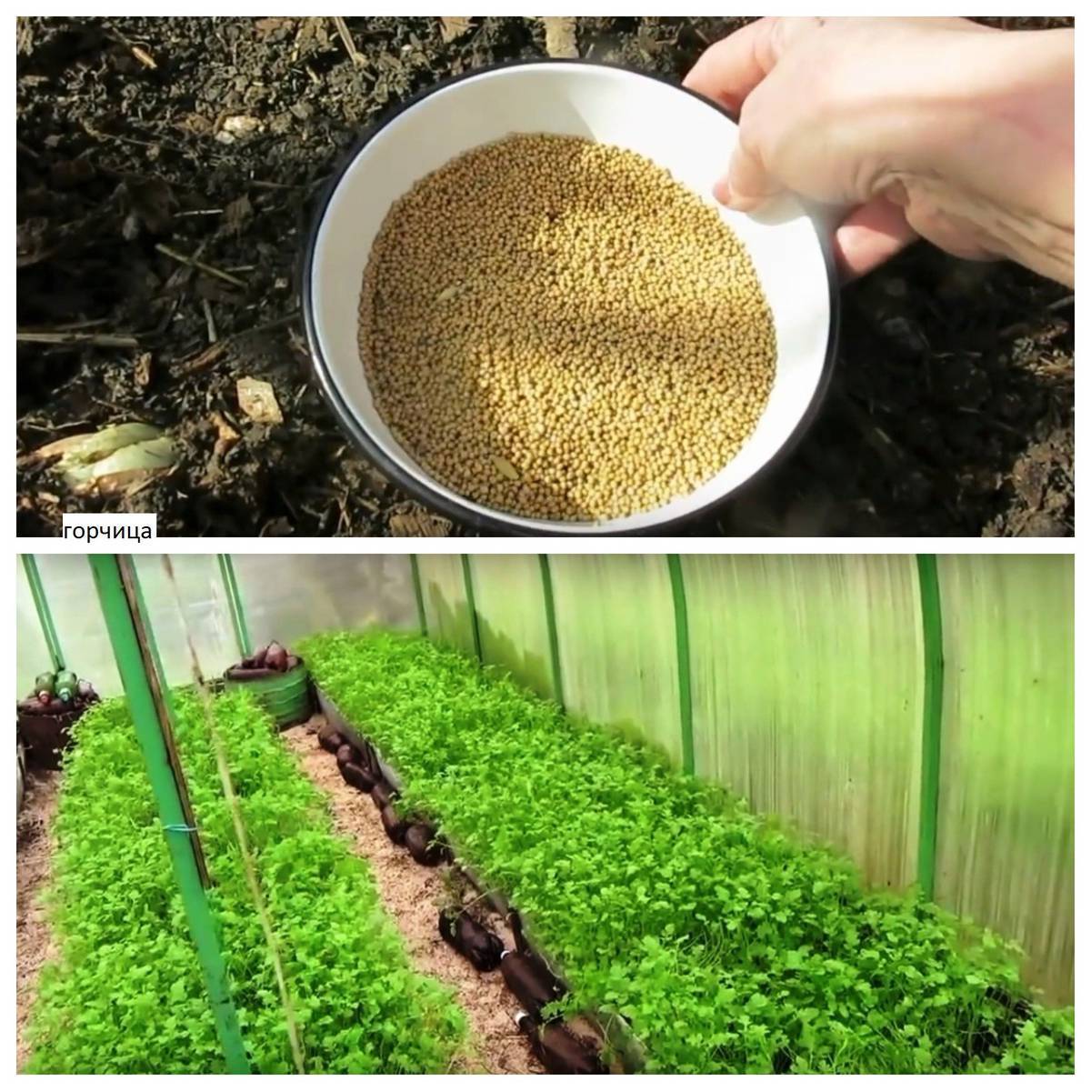 ✅ лучшие сидераты для огорода: когда сеять и закапывать в почву весной и осенью