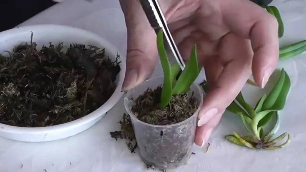 Размножение тропического фаленопсиса – как пересаживать деток орхидеи в домашних условиях?