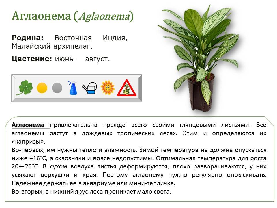 Аглаонема. выращивание в домашних условиях. | floravdome.ru