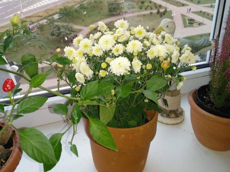 Хризантема в горшке: уход в домашних условиях для цветения