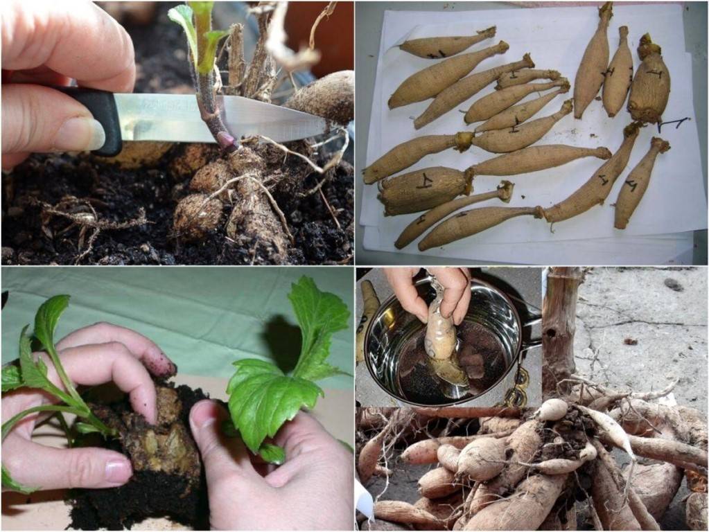 Выращивание такки шантрье: как посадить и размножить. особенности ухода