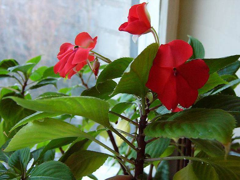 Красный цветок с желтым пестиком (антуриум)