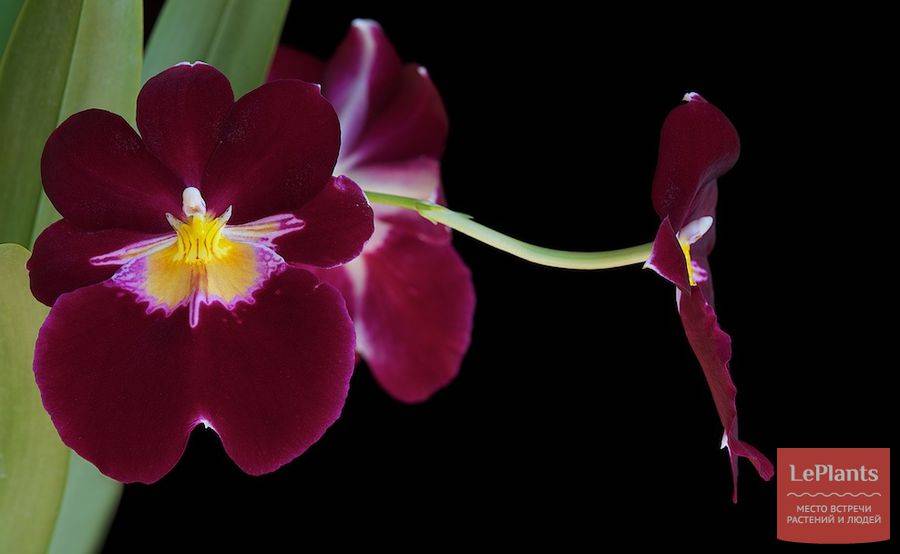 Популярные орхидеи, которые легко купить и просто вырастить