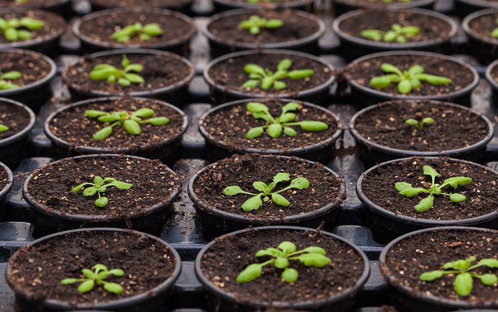 Когда и как сеять иберис на рассаду в 2021 году, выращивание из семя в домашних условиях