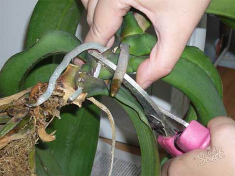 Как отделить детку орхидеи от материнского растения пошагово