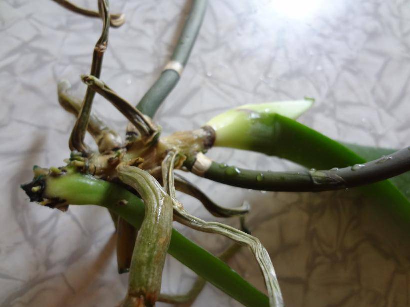 Как спасти комнатную орхидею, если её корни практически сгнили