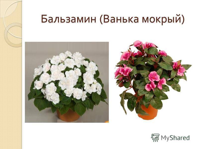 Бальзамин садовый: фото с описанием, виды цветка, особенности ухода, секреты выращивания и рекомендации специалистов