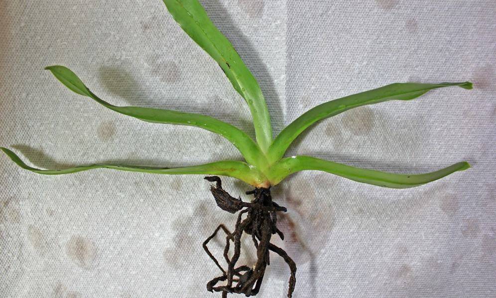Орхидея фаленопсис - уход в домашних условиях после покупки в магазине или посадки своими руками