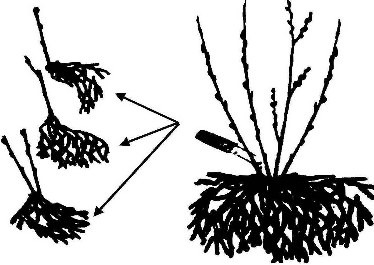 Лаванда: размножение черенками, отводками, делением куста и семенами