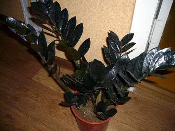 Черный замиокулькас или рейвен, равен (raven): фото этого вида долларового дерева, именуемого черным принцем, вороном из-за темных, а не зеленых листьев, отличия цветка, посадка, уход в домашних условиях