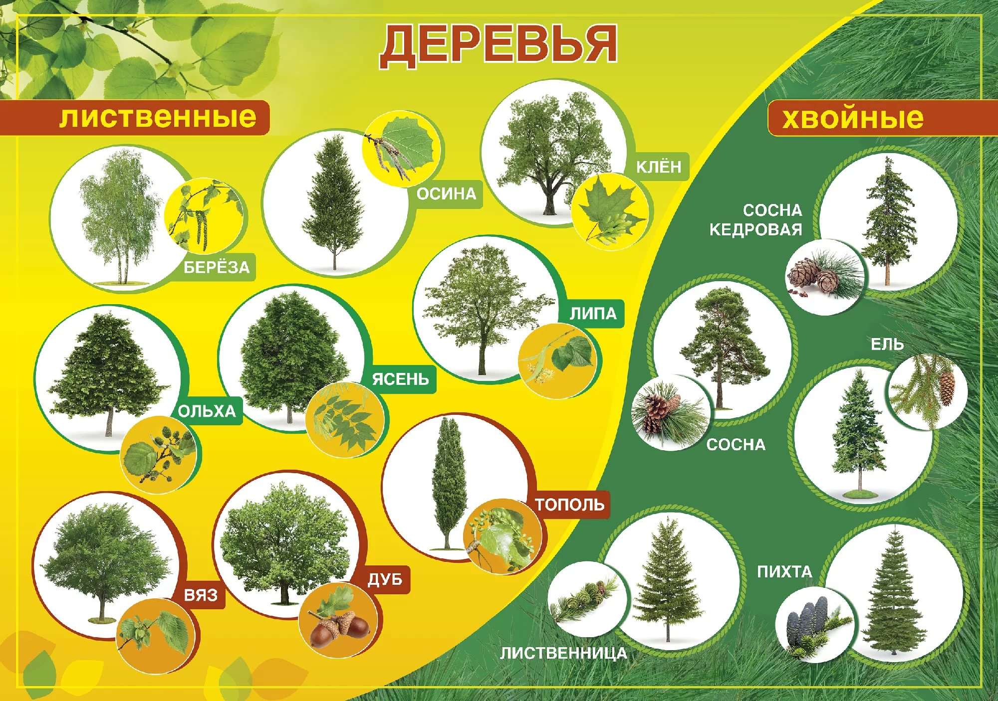 Виды и разновидности деревьев. какие бывают деревья в средней полосе — лиственные и хвойные деревья