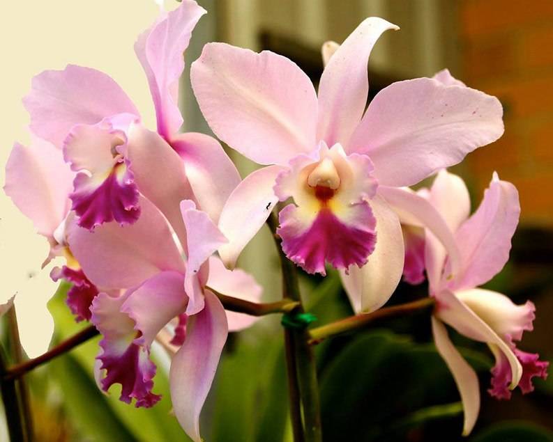 Орхидея каттлея: уход в домашних условиях, размножение и пересадка