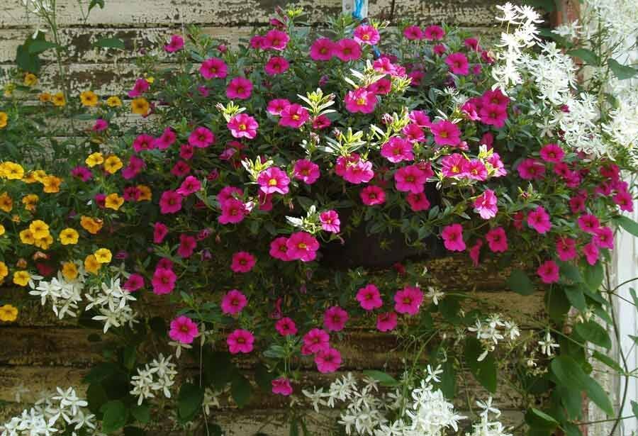 Ампельные цветы для сада, фото растений