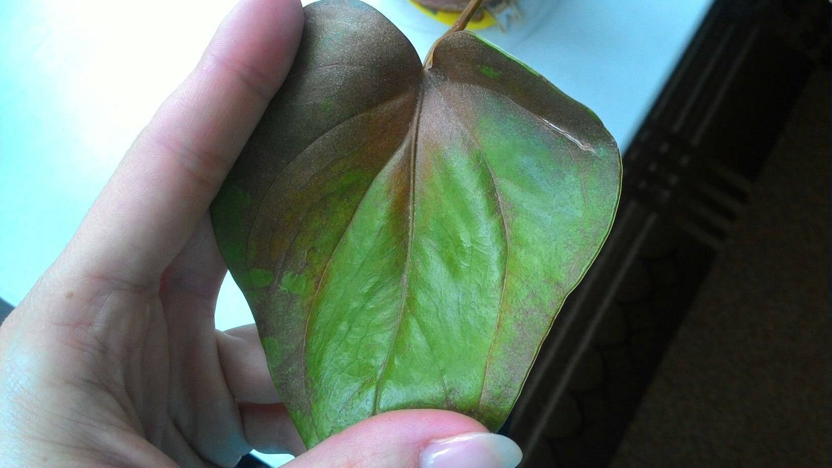 Антуриум болезни листьев фото, как лечить, вредители антуриума