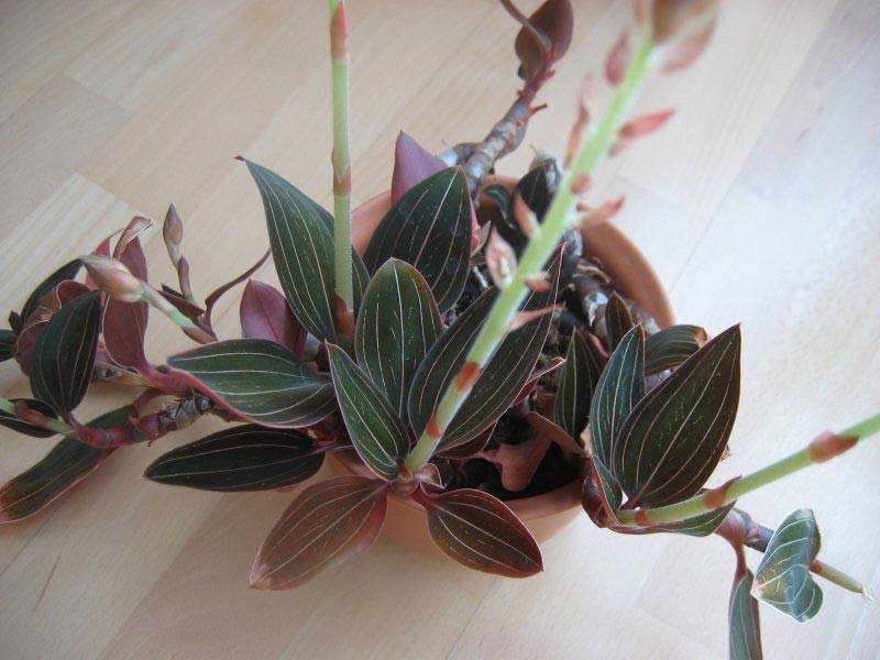 Лудизия или драгоценная орхидея: уход в домашних условиях