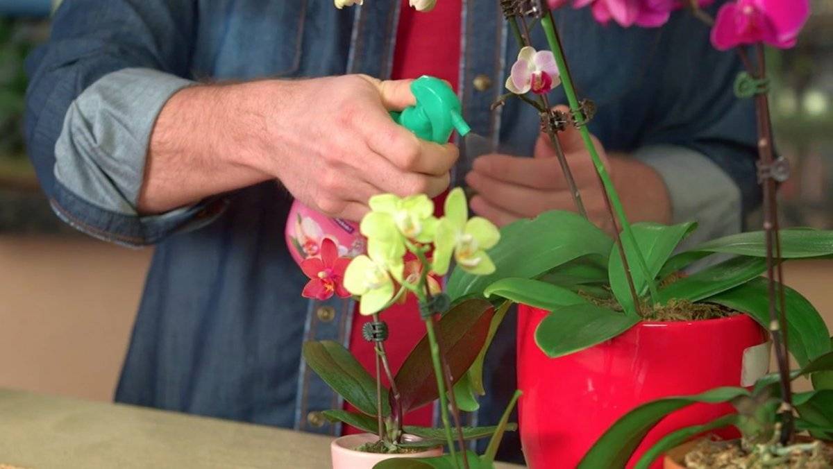 Виды удобрений для орхидеи фаленопсис: подкармливаем цветок в домашних условиях.
