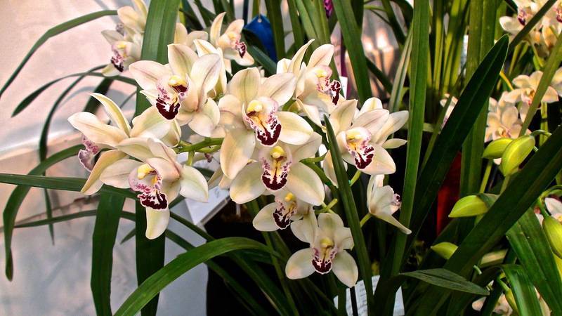 Уход за цимбидиумом – пошаговый алгоритм с фото пересадки орхидеи в домашних условиях, размножение цветка в квартире