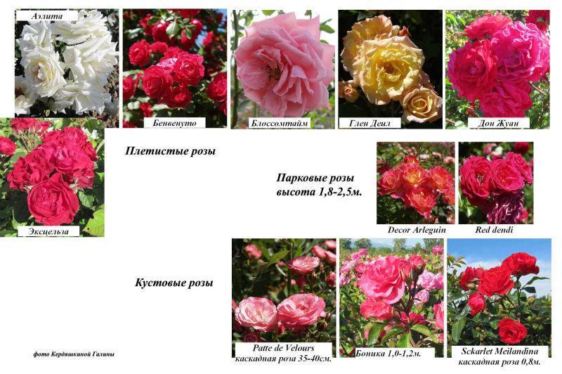 Сорта плетистых роз с прочными цветками, цветущие все лето, зимостойкие сорта