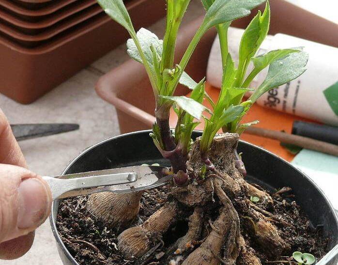 Рудбекия выращивание из семян когда сажать дома, в открытый грунт