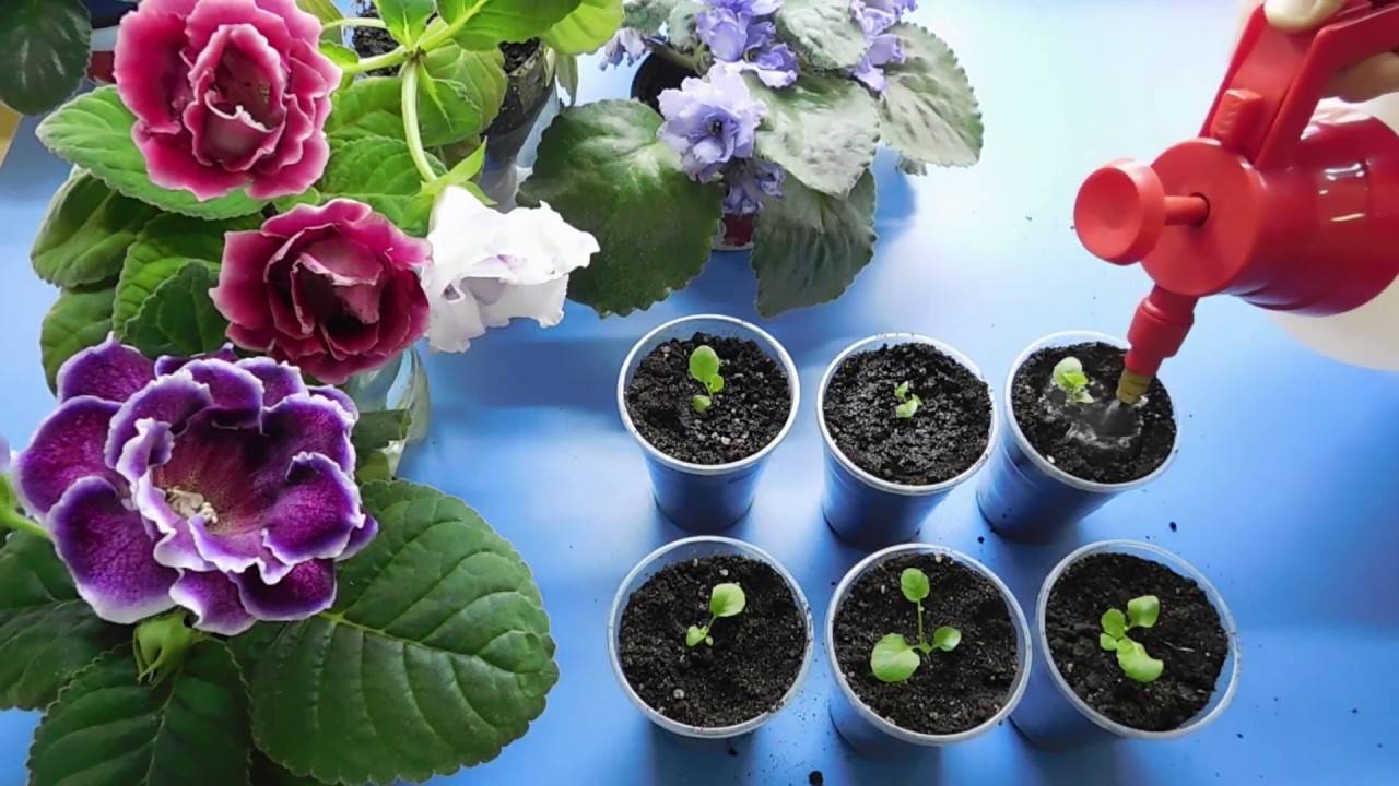 2 простых способа выращивания глоксинии – из семян и клубней