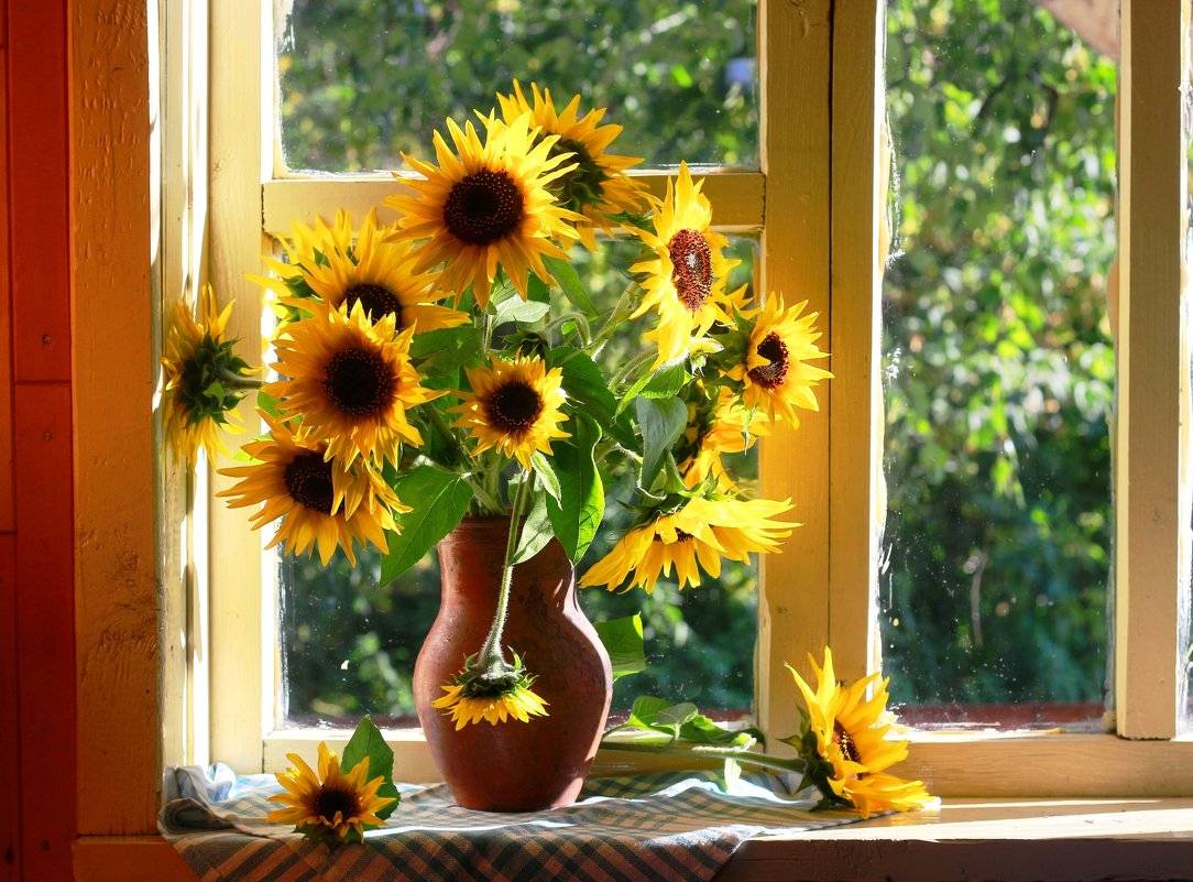 Солнцелюбивые комнатные цветы и домашние растения, не боящиеся солнечных лучей