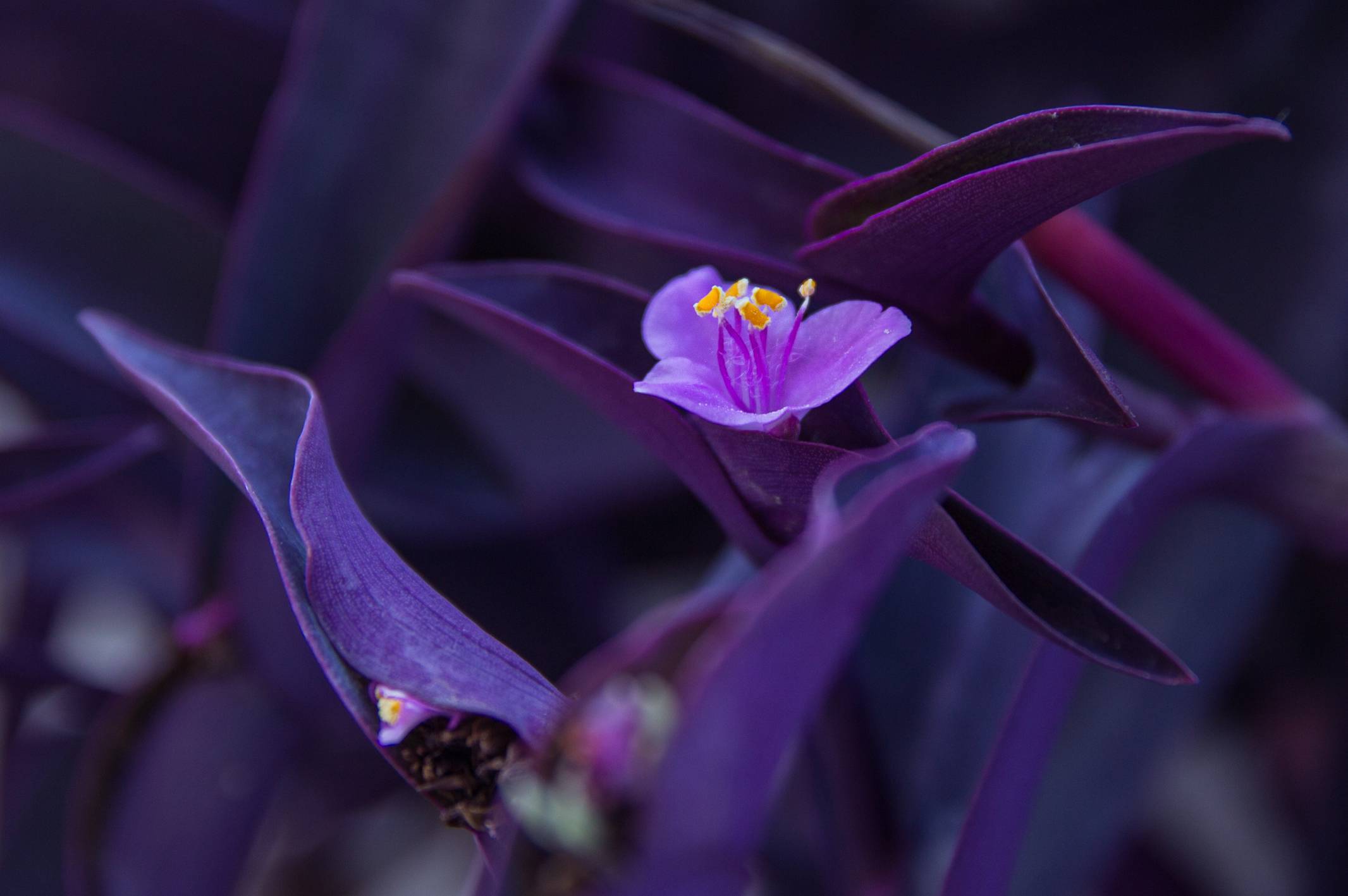 Фиолетовый цветок. цветок с фиолетовыми листьями. фиолетовые цветы: названия, фото