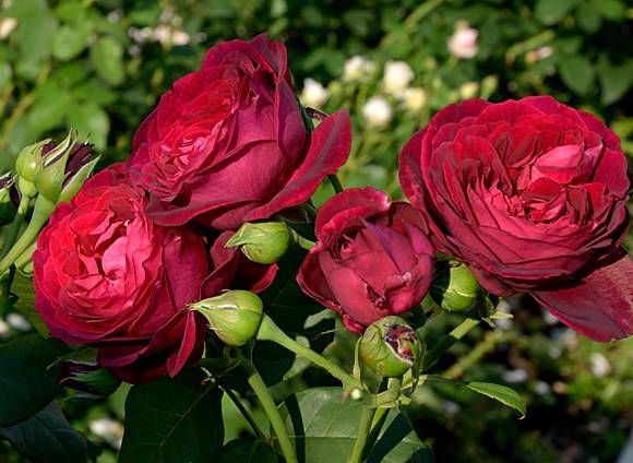 Розы шрабы, что это такое, как за ними ухаживать, фото и сорта