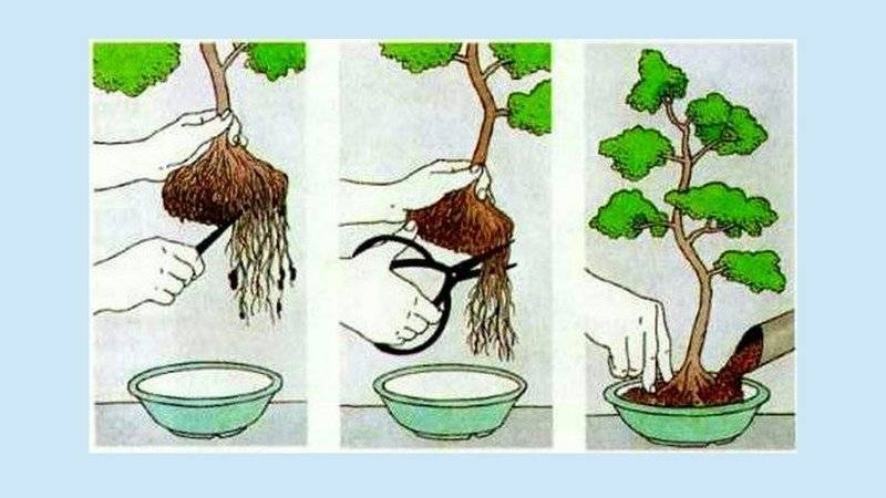 Выращивание бонсай из дуба: рекомендации эксперта