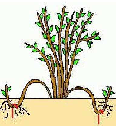 Все о размножении крыжовника: как размножить черенками, отводками и делением куста