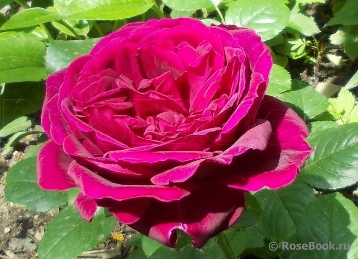 Английские розы: описание сортов