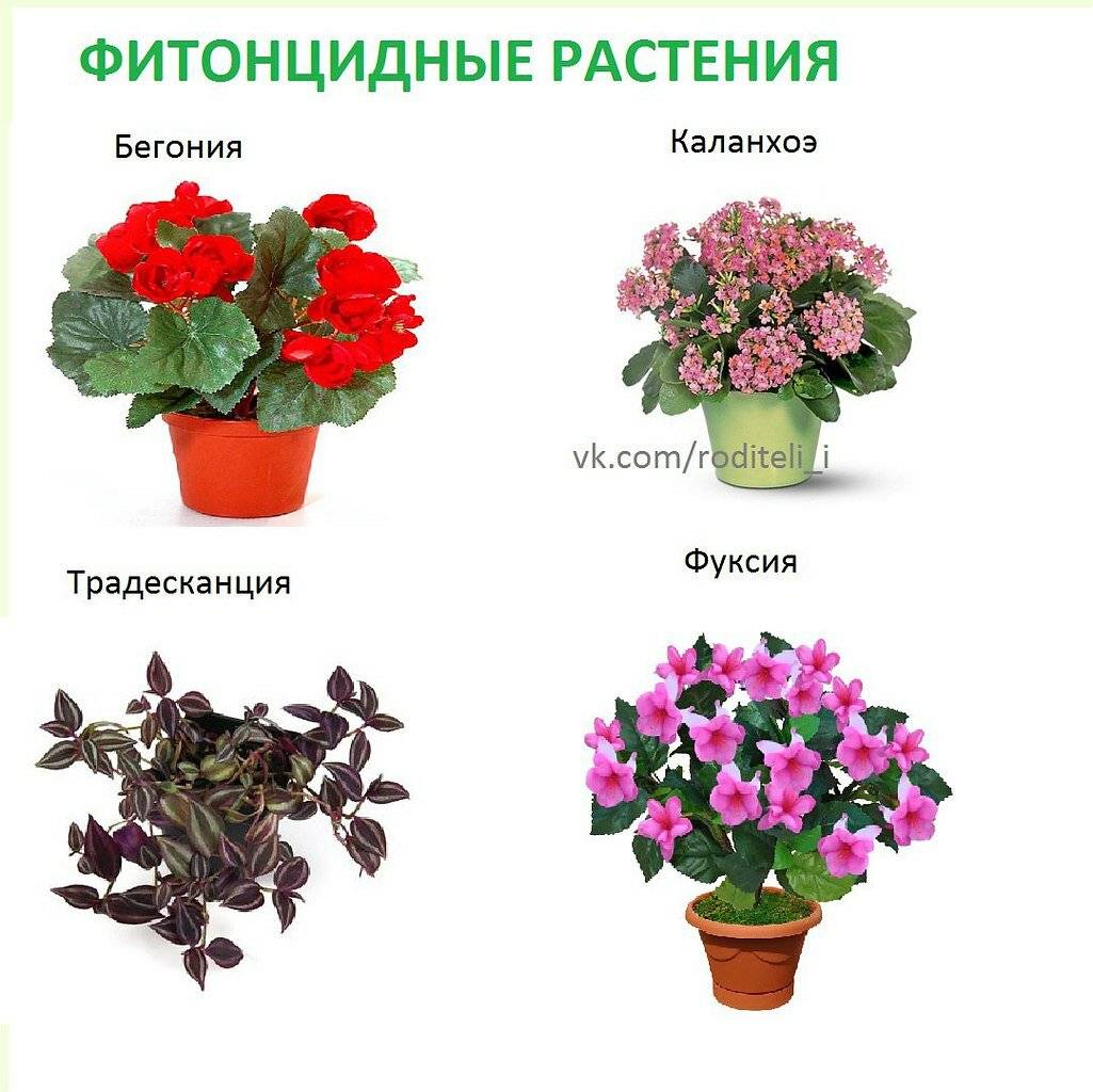 Каталог комнатных растений - показан алфавитный перечень цветов