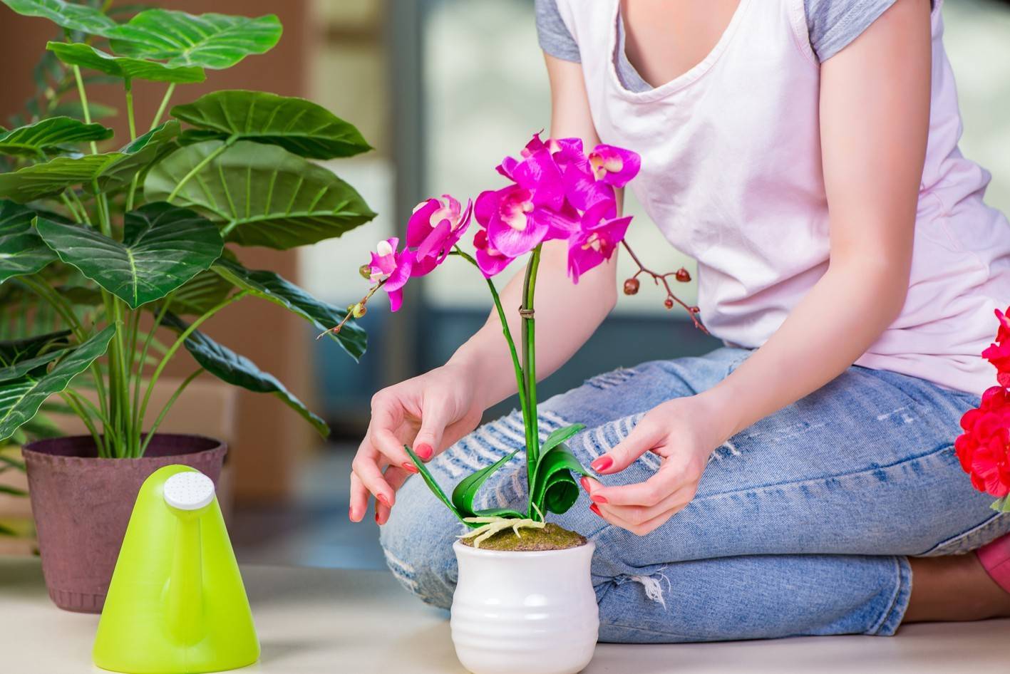 Как правильно летом ухаживать за комнатными растениями