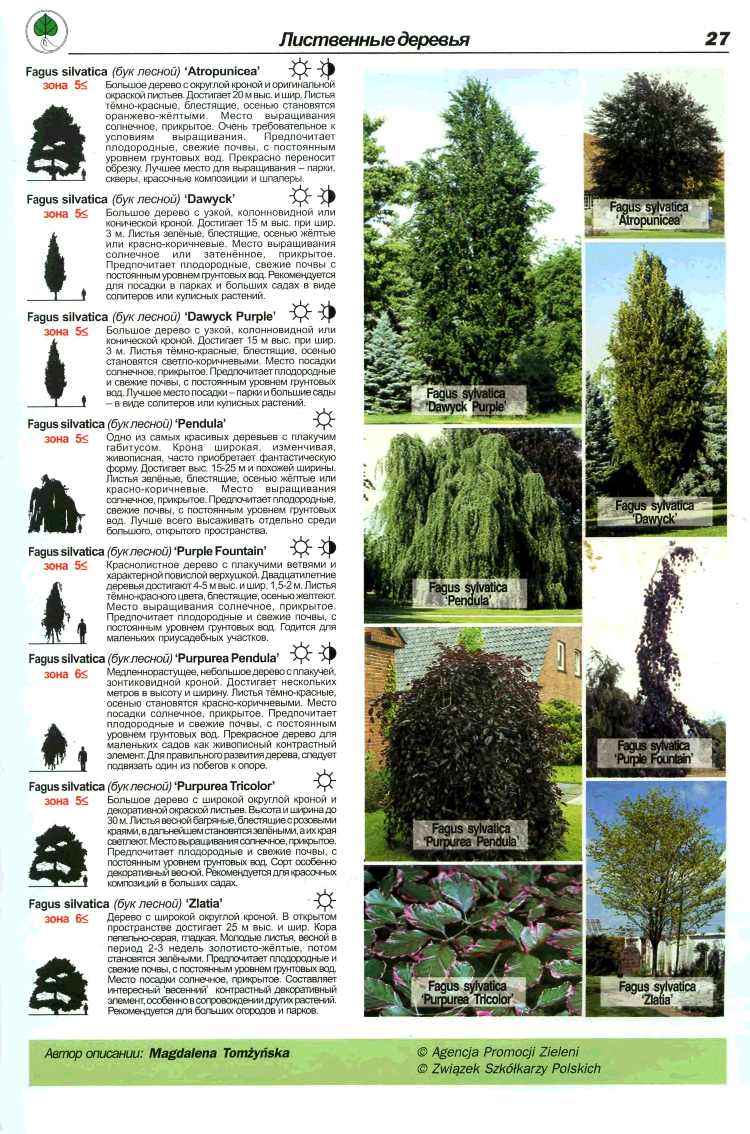 Растения лесов россии - названия видов, фото и описание