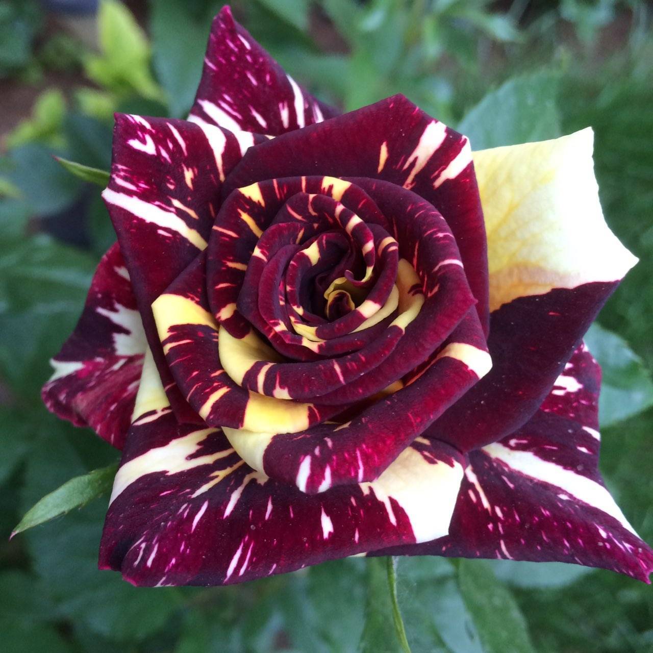 Розы флорибунда: сорта с описанием и фото